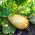 Kabaczek Long White Bush 2 - 14 nasion