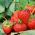 Truskawka Temptation - 60 nasion