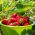 Truskawka Temptation - 60 nasion