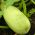 Kabaczek Long White Bush 2 - 14 nasion