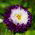 Aster Belstead Supreme - 250 nasion