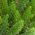 Asparagus ozdobny - 10 nasion