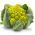 Kalafior o róży zielonej Romanesco natalino - 270 nasion