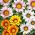 Gazania lśniąca - 130 nasion