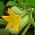 Kabaczek Long White Bush 2 - 14 nasion