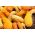 Dynia ozdobna Yellow Crookneck - 15 nasion