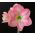 Hippeastrum, Amarylis, Zwartnica - Susan - 1 cebula
