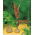 Arum Cornutum - Lilia Voodoo - 1 cebula w rozmiarze XL
