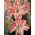 Hippeastrum, Amarylis, Zwartnica - Dancing Queen - 1 cebula