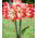 Hippeastrum, Amarylis, Zwartnica - Minerva - 1 cebula