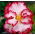 Begonia biało-czerwona - Marginata White - 2 szt.