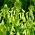 Galtonia zielona - Galtonia viridiflora - 1 cebula