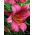 Lilia trąbkowa Pink Perfection - 1 cebula