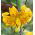 Lilia tygrysia - Yellow Tiger - 1 cebula