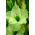 Gladiolus - Mieczyk Green Star - 5 cebulek