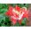 Mak lekarski Danish Flag - 1000 nasion