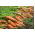 Marchew Rumba F1 - 2550 nasion