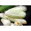 Ogórek biały White Wonder F1 - 80 nasion