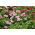 Pelargonia - mix kolorów - 10 nasion
