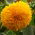 Słonecznik ozdobny wysoki – Sungold Tall - 80 nasion