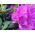 Rododendron liliowo-różowy, wielkokwiatowy English Roseum - sadzonka w pojemniku C2-C3