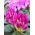 Rododendron liliowo-różowy, wielkokwiatowy English Roseum - sadzonka w pojemniku C2-C3