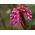 Bergenia sercowata - 250 nasion