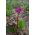 Bergenia sercowata - 250 nasion