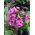 Bergenia sercolistna Rotblum - sadzonka
