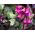 Bergenia sercolistna Rotblum - sadzonka