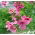 Diaskia Pink Queen - 450 nasion