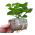 GrowBlock - pęczniejąca eko-doniczka - 100 x 100 mm - 10 sztuk