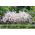 Kolkwicja chińska Pink Cloud - sadzonka 60-80 cm