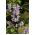Paulownia omszona - sadzonka w pojemniku P9
