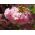 Wiśnia japońska Shimidsu Sakura - sadzonka w pojemniku C7
