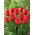 Tulipan Apeldoorn - 5 cebulek