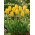 Tulipan żółty - Yellow - paczka XXL - 50 cebulek
