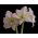 Hippeastrum, Amarylis, Zwartnica - Aphrodite - 1 cebula