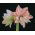 Hippeastrum, Amarylis, Zwartnica - Dancing Queen - 1 cebula