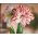 Hippeastrum, Amarylis, Zwartnica - Dancing Queen - 1 cebula