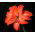 Hippeastrum, amarylis, zwartnica - Lady Jane - 1 cebula
