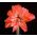 Hippeastrum, amarylis, zwartnica - Lady Jane - 1 cebula