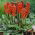 Obrazki włoskie - Arum italicum - 5 sztuk