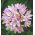 Czosnek różowy - Allium roseum - 20 cebulek