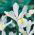 Irys holenderski White Excelsior - 10 cebulek