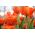 Tulipan pomarańczowy Orange - 5 cebulek