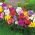 Freesia - Frezja pełna mix kolorów - 10 cebulek