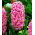 Hiacynt Pink Pearl - 3 cebulki