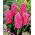 Hiacynt Pink Pearl - 3 cebulki