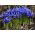 Irys żyłkowany - Iris reticulata - 10 sztuk